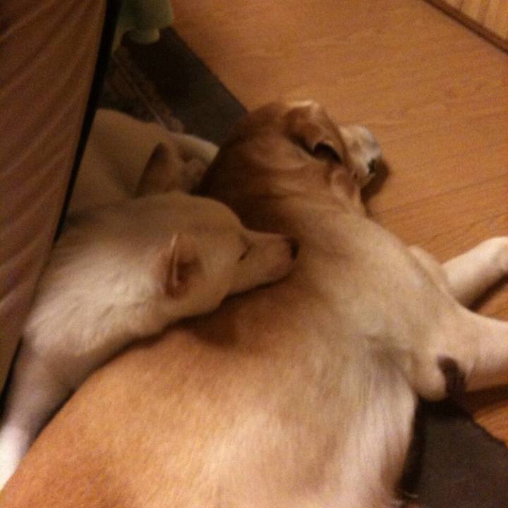 4a8352c3 dae3 4694 a845 86e07c3bb971