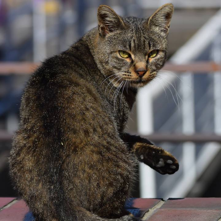 4a8ba46c d8dd 4063 b525 3a52c8c3adf2