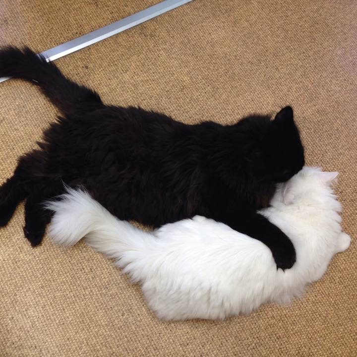 4a8f0f30 b64b 4a82 bcc9 732efe520abd