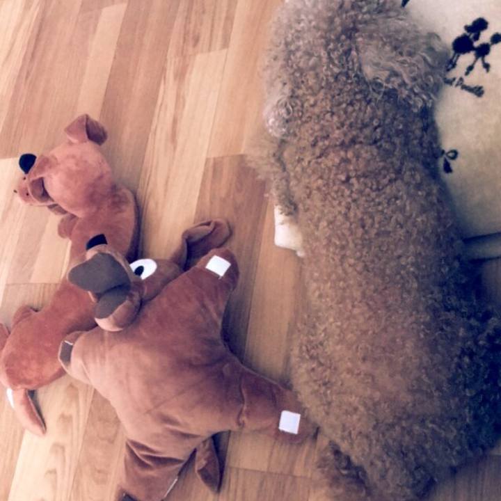 4a93e59f 6e0c 4cba 81d5 e3dd21704267