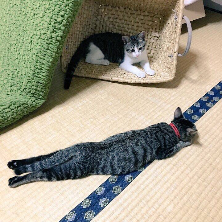 4a956772 7bed 41fd a6e8 3a35446e89b0