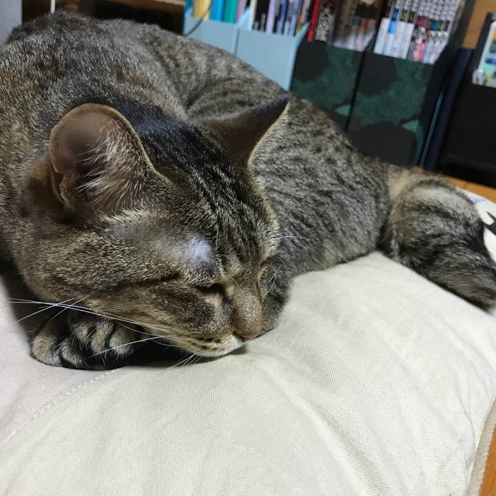 4a958895 e718 47c6 abbf e308b5f79758