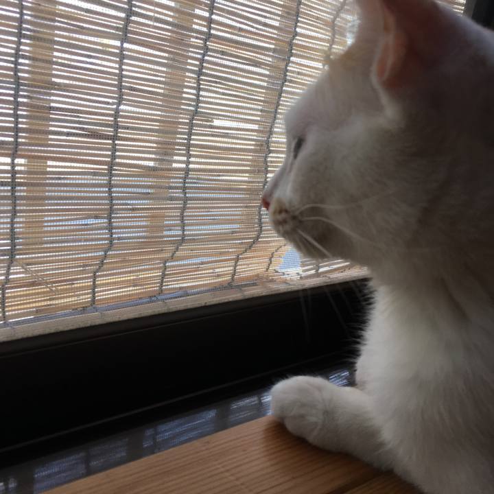 4a9655b7 732d 4ae4 bcc9 7fa8081fb262