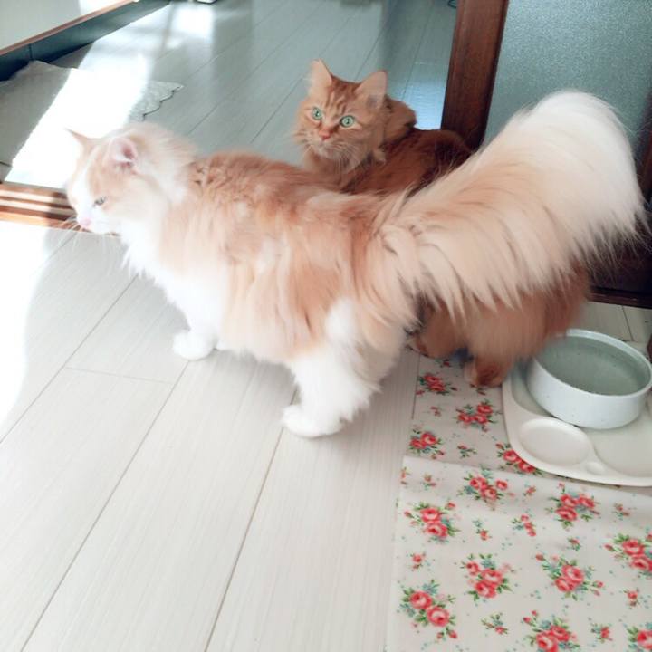 4a97bb84 e519 4cee 852d 4a38c6b65234