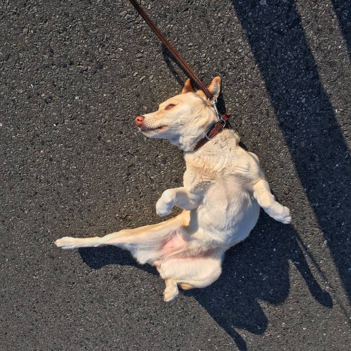 4a9dd2d9 8f42 42aa 8adf 4094a1e4d2d1