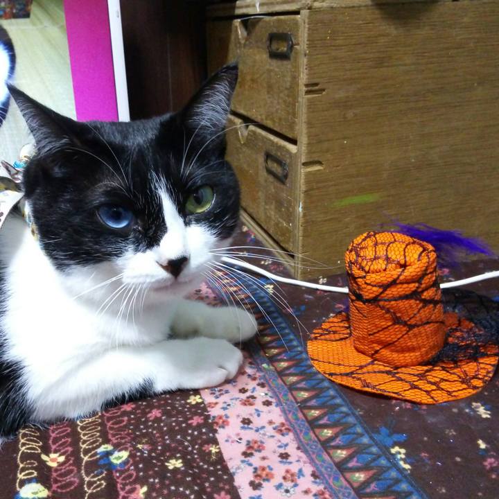 4a9ecdf8 db1d 4a44 af86 e3af6084f3ad