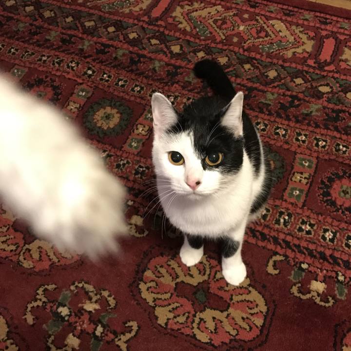 4aa2b85c de68 48d7 8725 03b390e9d917