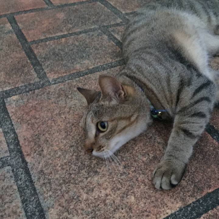 4aa382cb 15e7 41e3 aed0 ade54715b0a2