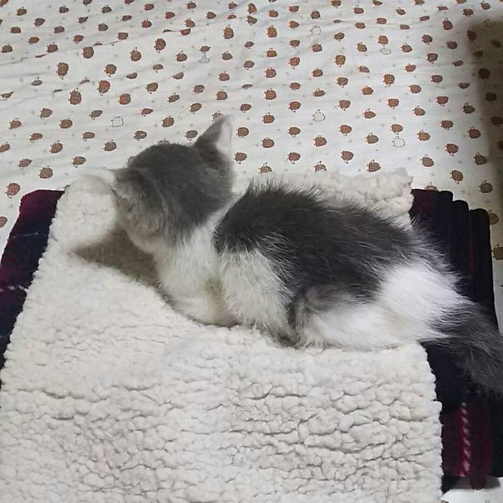 4aa3f331 ec15 4819 b04a 63dccb8feb6c