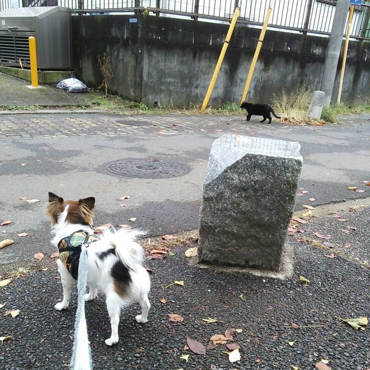 4aaa946d 5068 4852 b81c 56329e7ed3c1