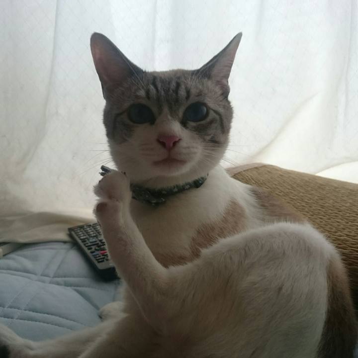 4aabacce 5b65 44a4 abc2 27db67961924