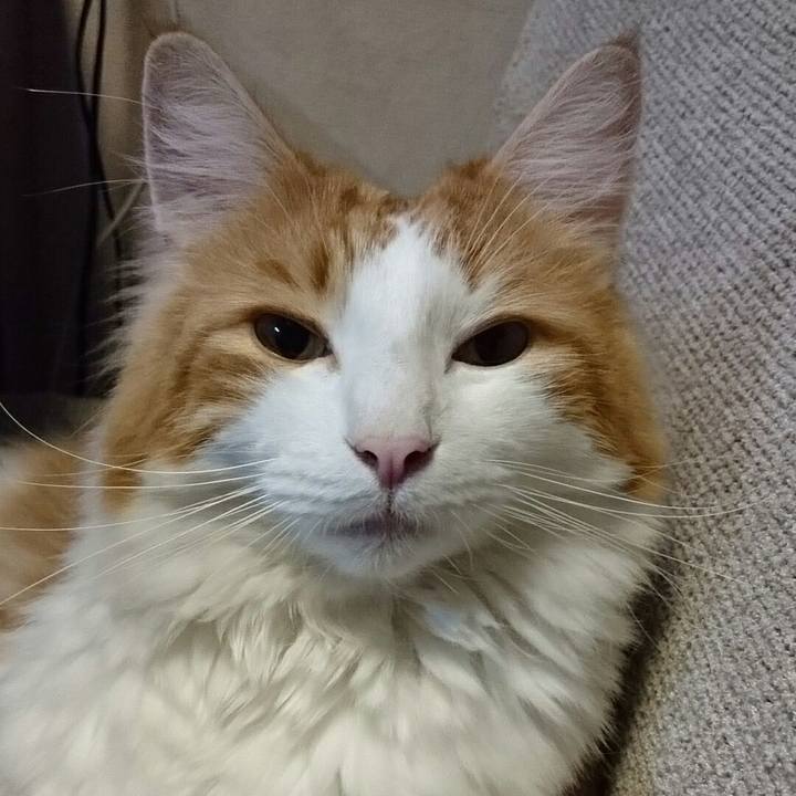 4ab516da f4d6 4c3e 977f e883664fcd94