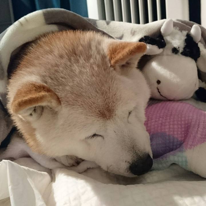 4abd3d8f 7250 4f91 8f3b 759b3d5dd88b