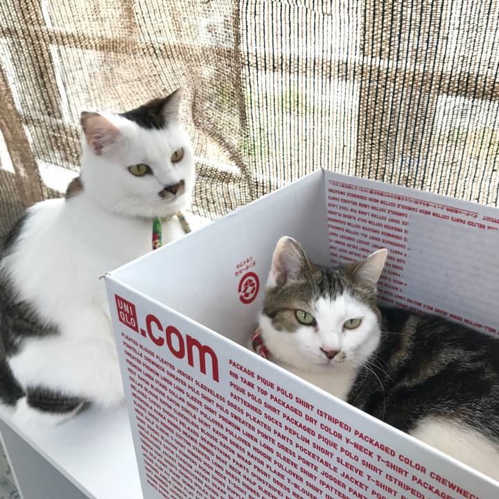 4abf0154 8f57 4f2c 943b cc53f3f1a702