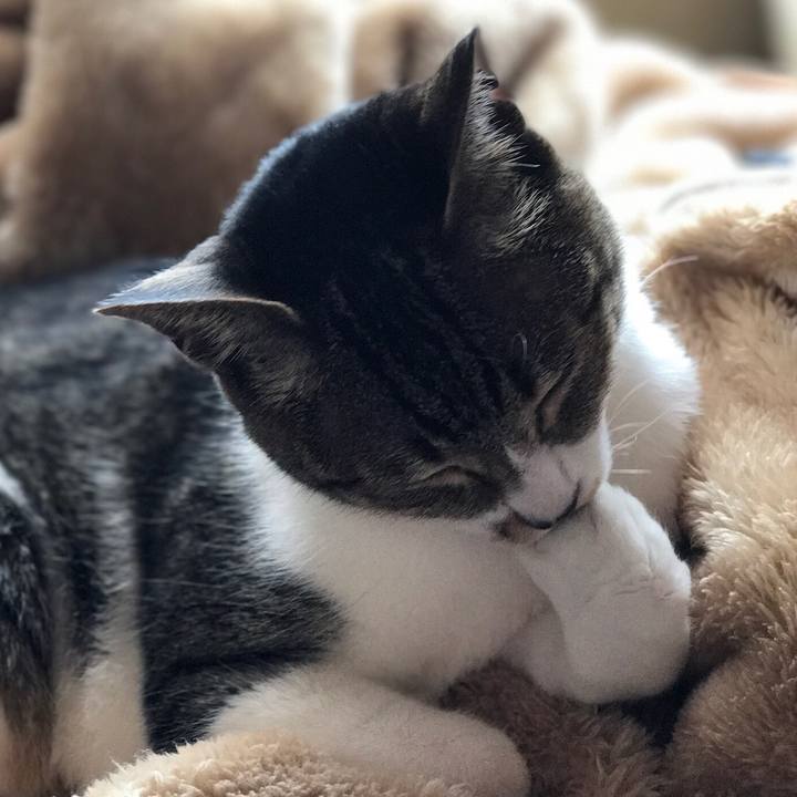 4ad1d14d 9756 4cac a716 8ded4d0b1ac3