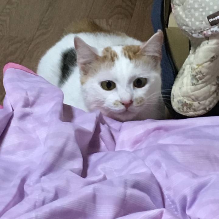 4ad21fb0 96d4 4465 bc03 8eef234c70d5