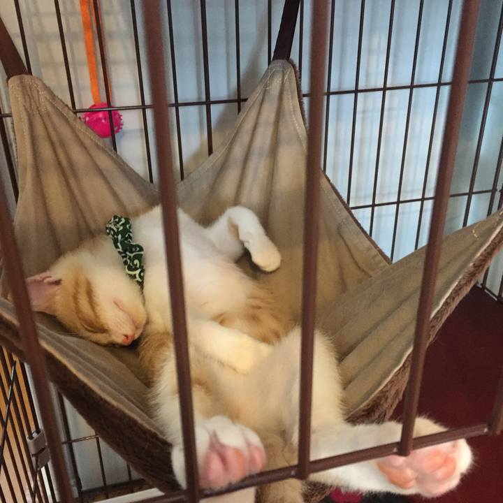 4ad843cd d1bb 4a72 a432 3b4d2ed94e6f