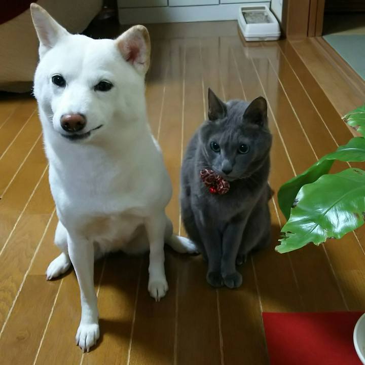 4adc4c89 ad48 42dd 9d1d 9006a6fb2e53