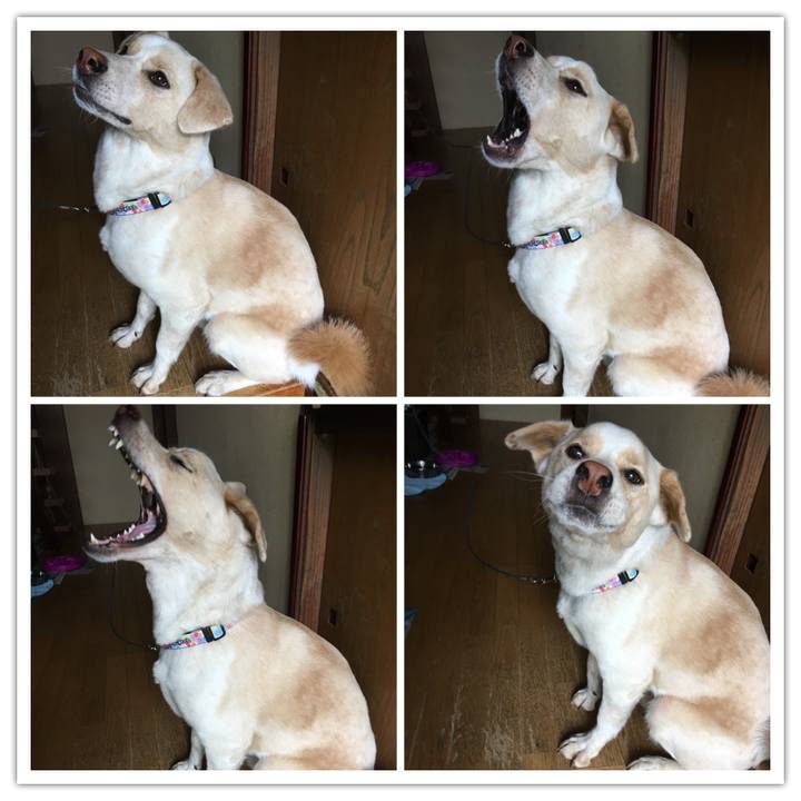 4adc6bda 1941 42a2 a515 429421d9918a