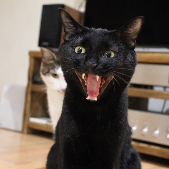 4ae13aca 7964 4cbc a507 a2ce273238c6