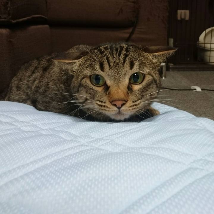 4ae32870 e1dd 40e8 9a55 945f2c042656