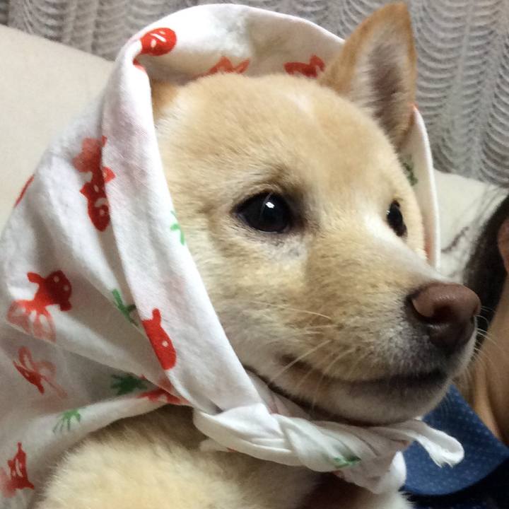 4ae530a1 6004 4d4a 9e40 6f34765d24c7