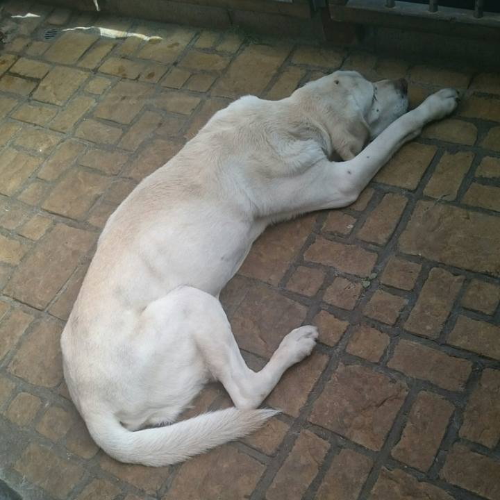 4ae8777e 65b0 46c4 bac5 6cb2116e5bf5