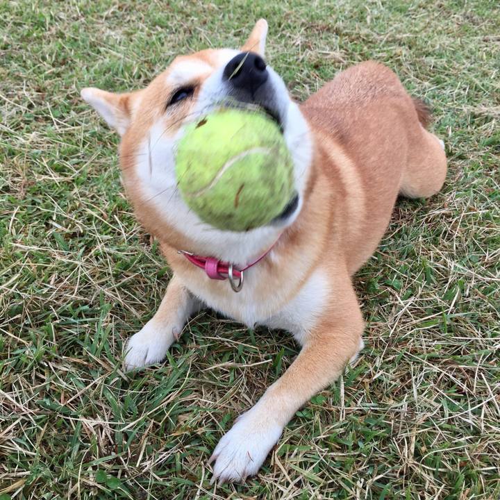 4aece8af 4517 439f 8e40 1b16558db2ba