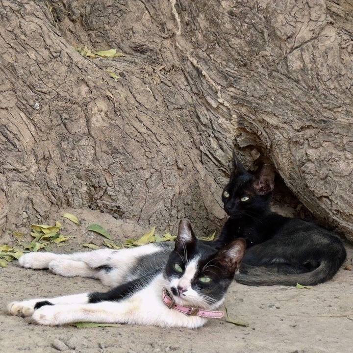 4aee997a 4f6b 4441 ab50 05457e4c2749