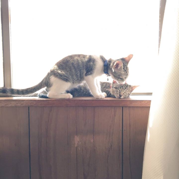 4af3c220 c521 461b b196 28add48fb56a