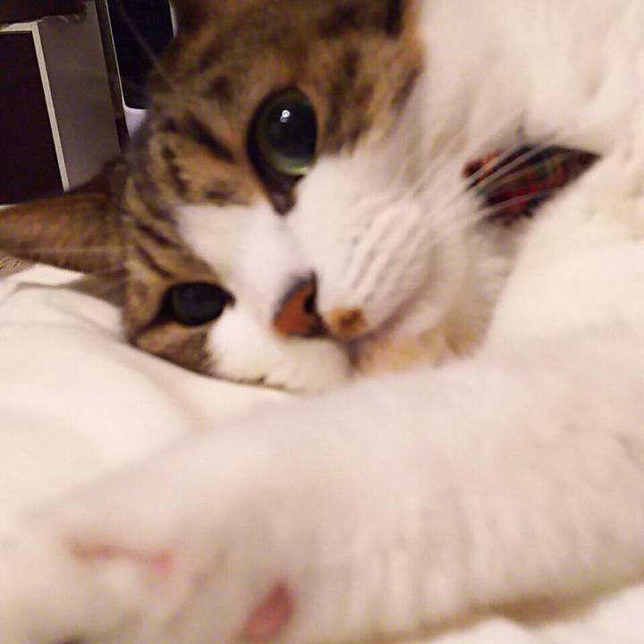 4af62c0f a9b8 43e9 9b76 a48435e17075