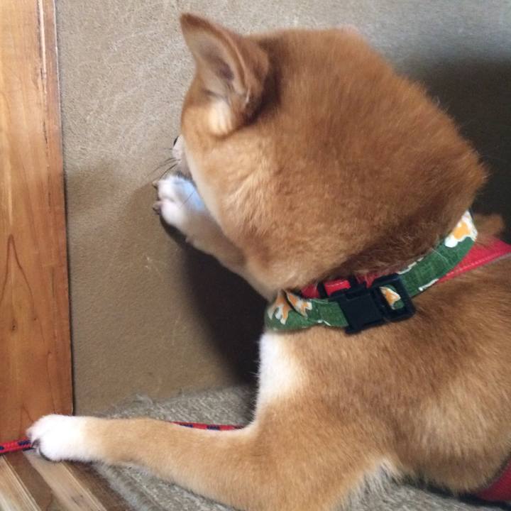 4af7d8da 30da 4777 8af4 9ae483099a55