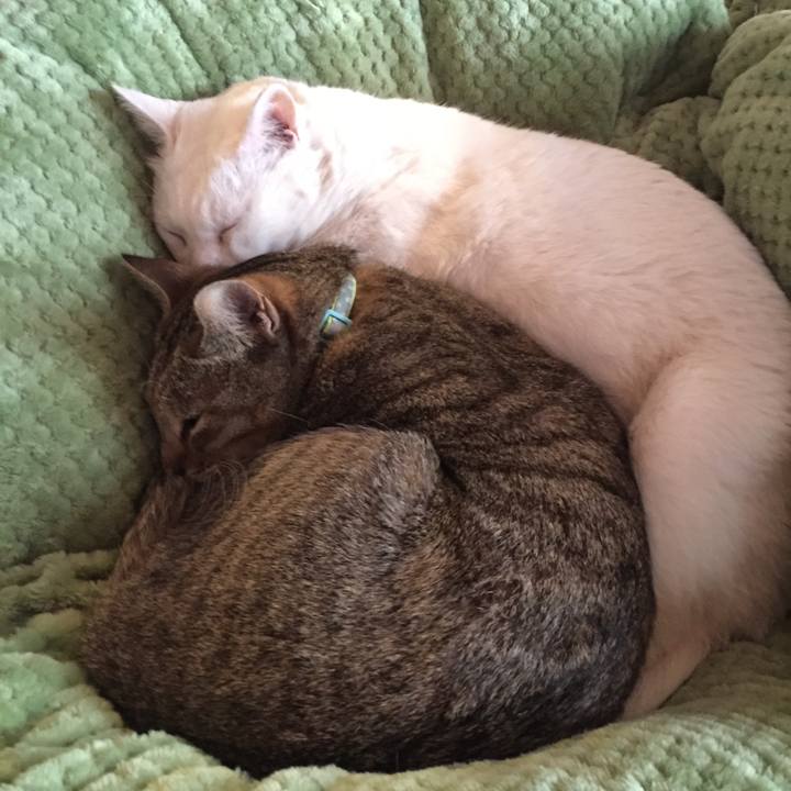 4afd1686 6d7b 4c87 b9ec e5f4fed94608