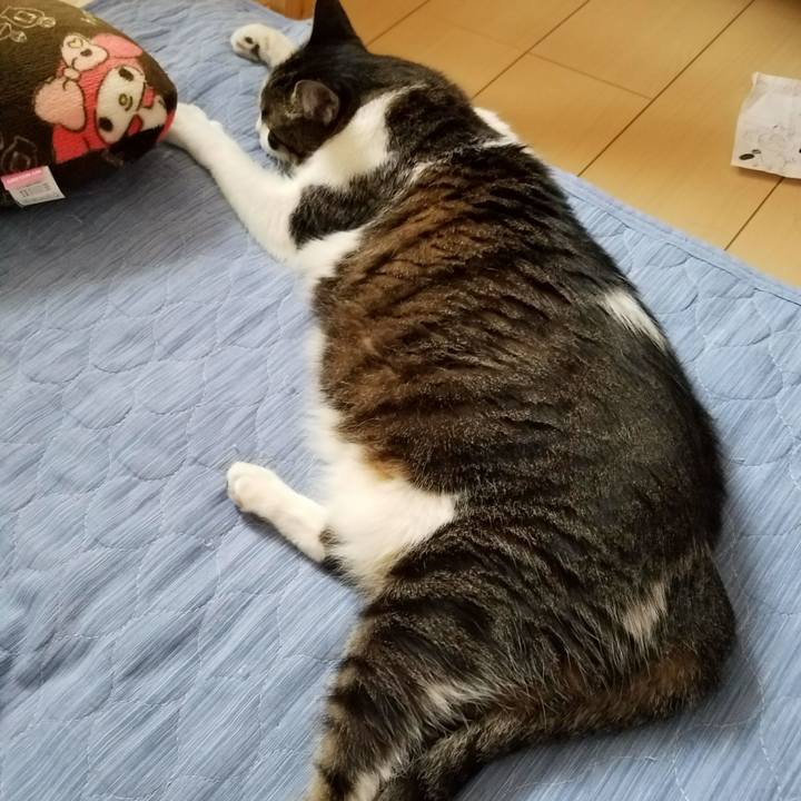 4b1110c7 4f13 4113 a545 858b741e5a15