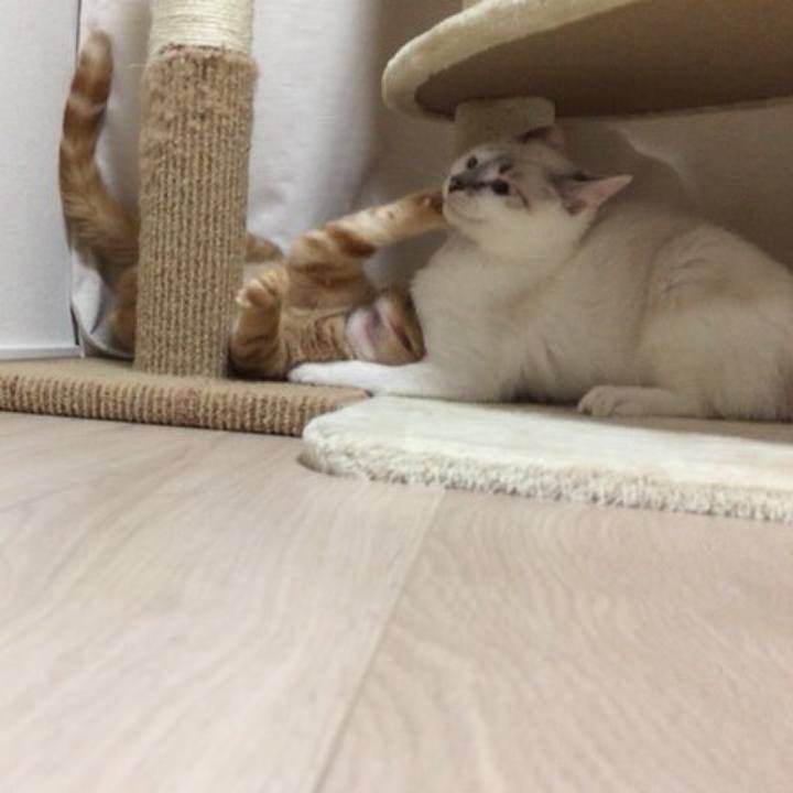 4b1e6fd8 8a77 4675 aaaa 84456e701cf0