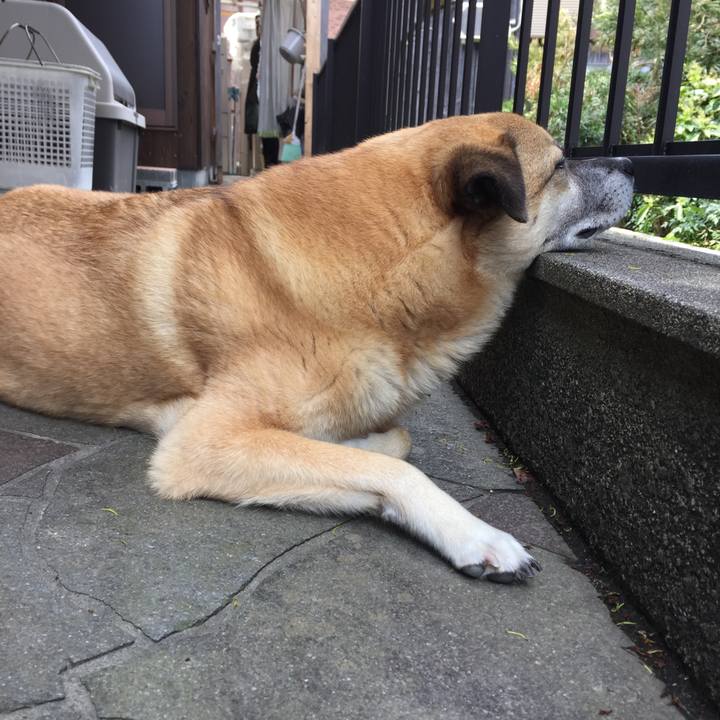 4b1e9adf 0a6a 463c a1ee b7a6cb5f3383