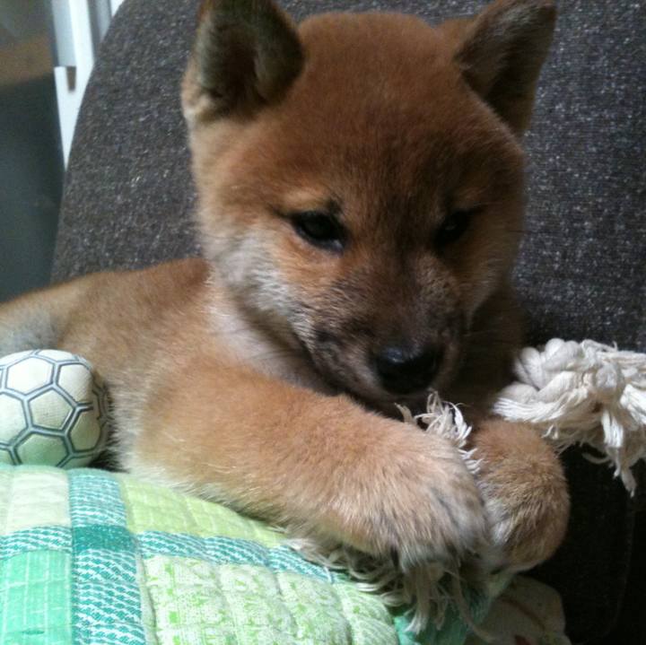 4b42b80d 4bad 4bad bb43 5b72761a8803