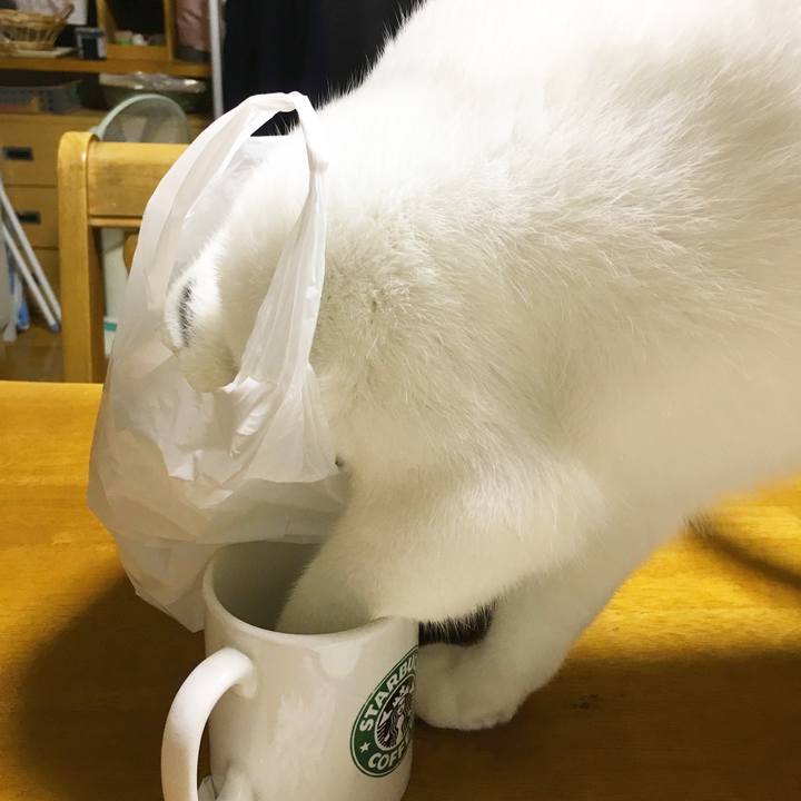 4b5588b7 94bf 4207 a36a bcddb34a103e