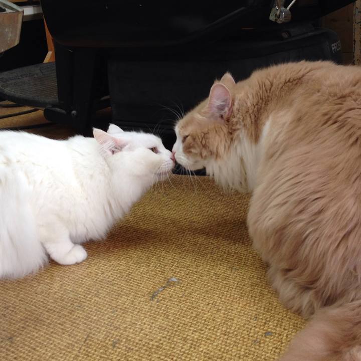 4b600481 a40a 47e4 b0e4 ef64b8ca3481