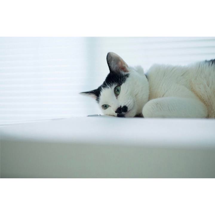 4b6c39f4 3213 4f8c 88d8 a1ada95e1ed7