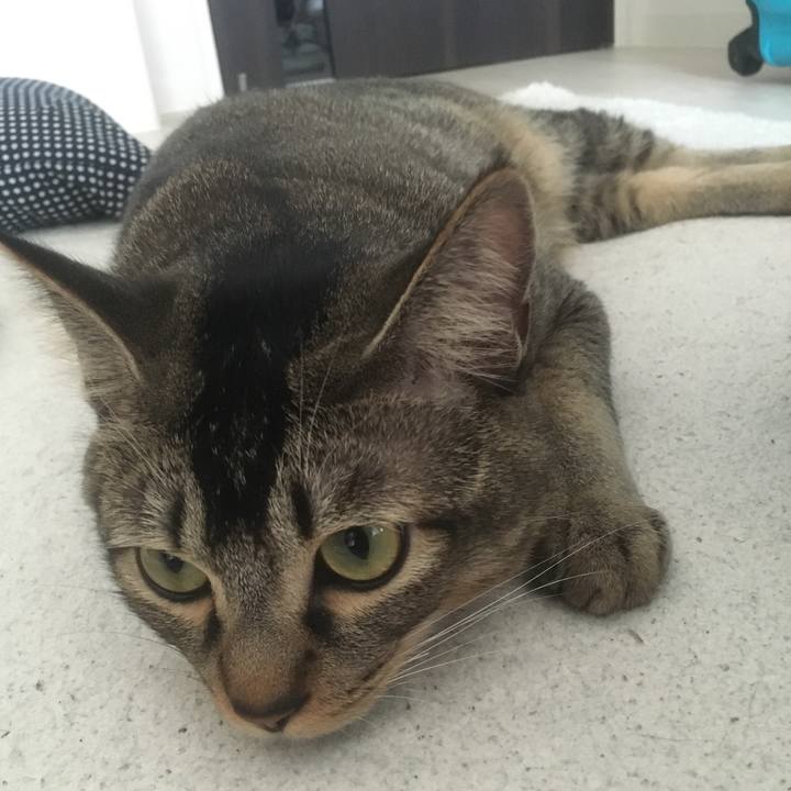 4b71f8fc 33b0 44e0 be44 f505cb3b4a95