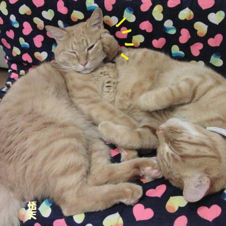 4b726efa 6465 49c3 ab86 eddd00b97762