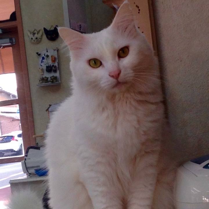 4b7dcc2d 8996 4388 89be 524d98976fa3