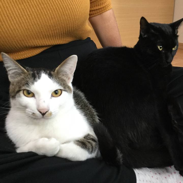 4b8408c4 c620 4cdd b569 ecd97b48d63b