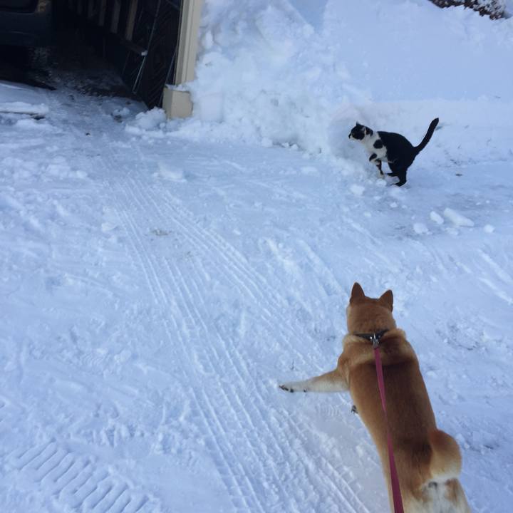 4b87537a b229 4546 8385 0e115450b699