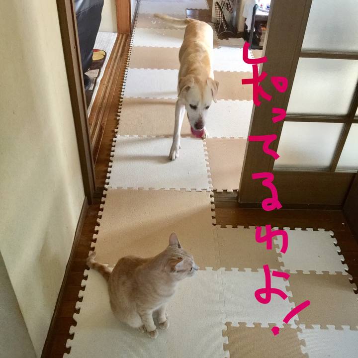 4b89b9ab 75ee 4d7e 9c7c 450bbbb61a1f