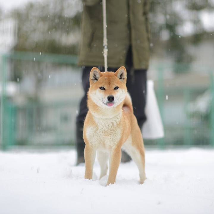 4b8a97f4 7abd 4859 86a9 9bef074cdf56