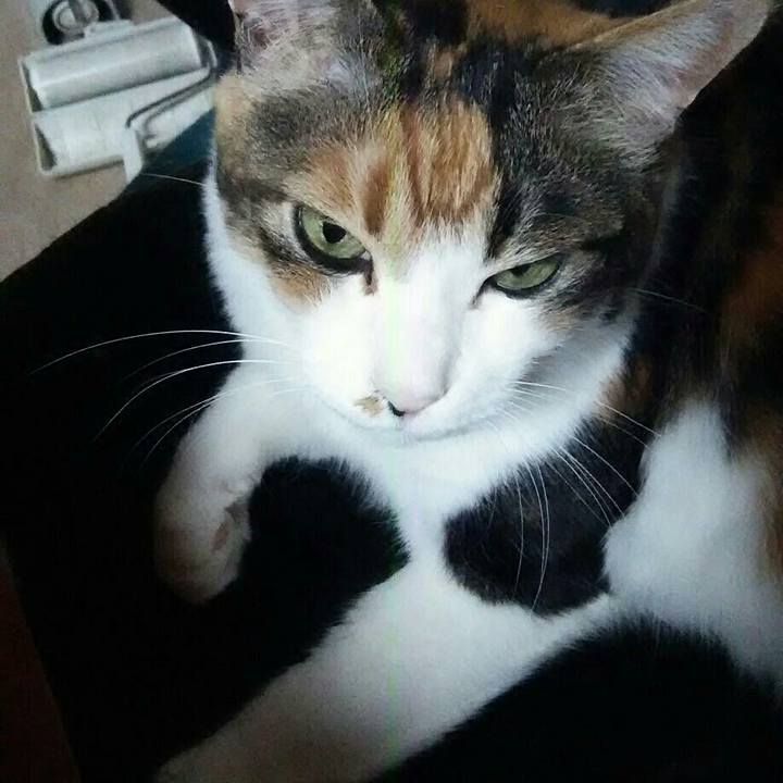 4b8aa81d d10c 4528 b21f f41e10a2830f