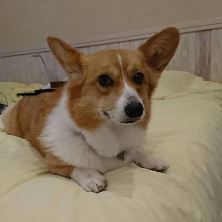 4b8d8f42 4235 4fc8 a6db 84d05ef11773