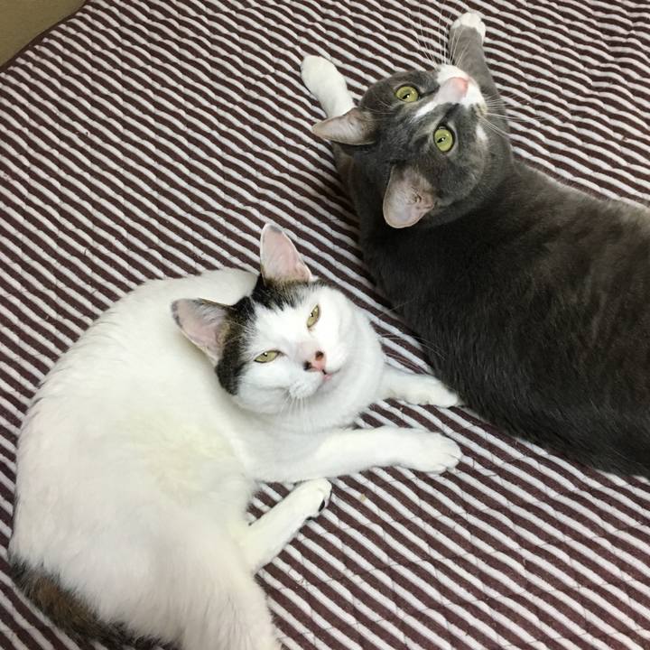 4b9241a4 96ce 4863 9092 90f8e9d6ce4d